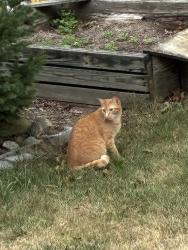 Found/Stray Unknown Cat last seen Beverly, South Portland, ME 04106