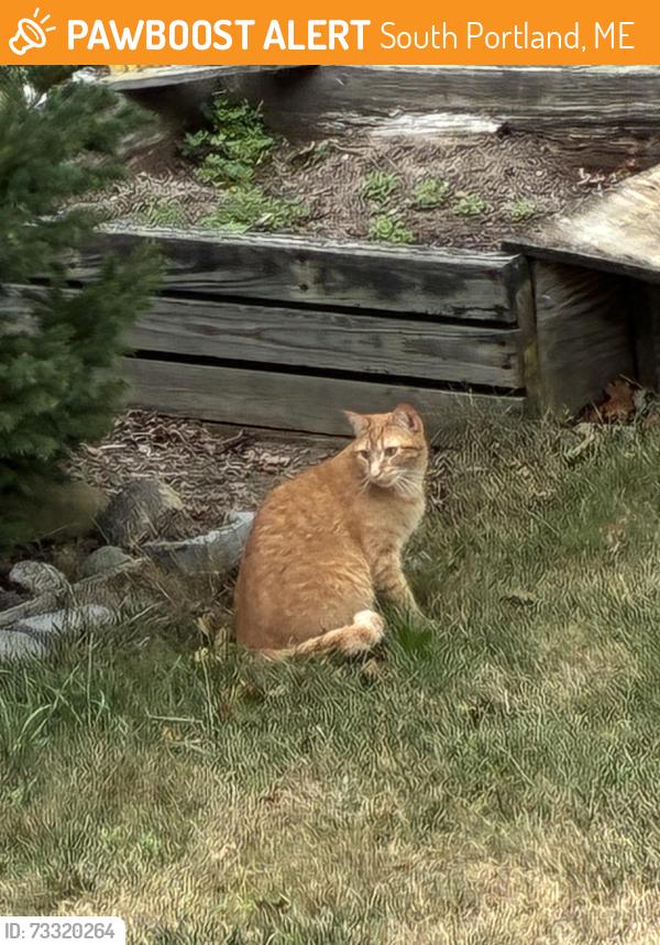 Found/Stray Unknown Cat last seen Beverly, South Portland, ME 04106