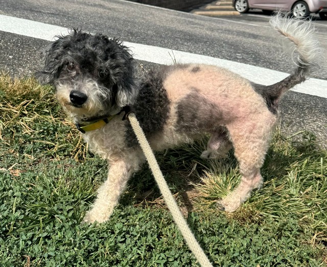 Shelter Stray Male Dog last seen MARIETTA, 10521 Baur Blvd, Olivette, MO 63132, USA