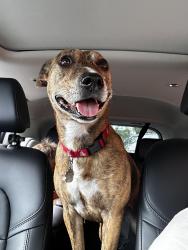 Lost Female Dog last seen Vista, Vista, CA 92084
