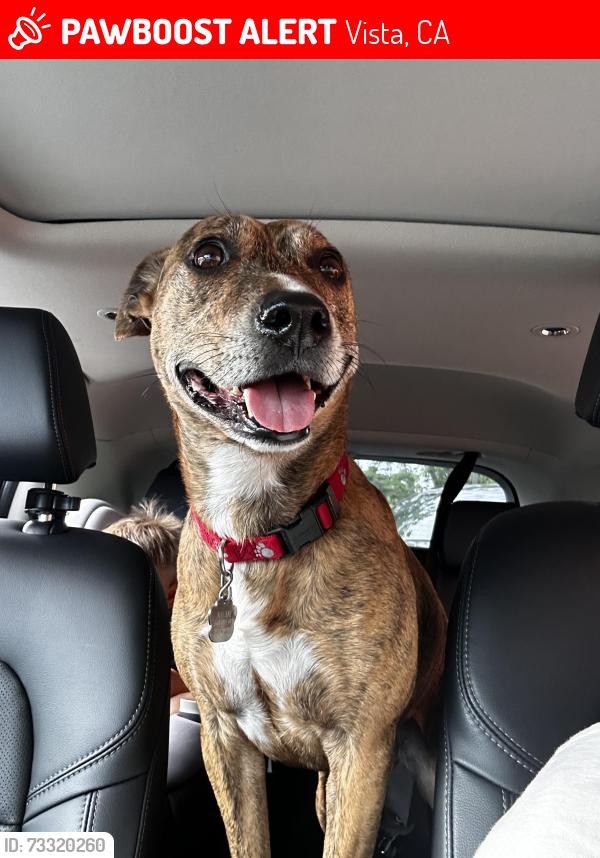 Lost Female Dog last seen Vista, Vista, CA 92084