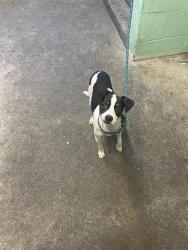Shelter Stray Male Dog last seen POCKET RD & NASCA WAY, 2127 Front St, Sacramento, CA 95818, USA