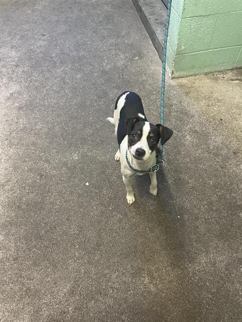Shelter Stray Male Dog last seen POCKET RD & NASCA WAY, 2127 Front St, Sacramento, CA 95818, USA
