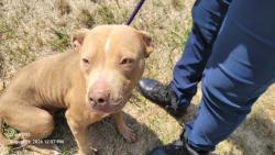Shelter Stray Female Dog last seen Near BLOCK WAYBURN ST, DETROIT, MI 48224, 7401 Chrysler Dr, Detroit, MI 48211, USA