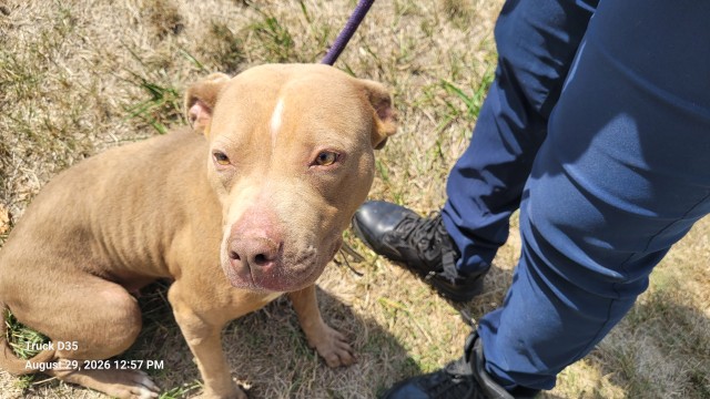Shelter Stray Female Dog last seen Near BLOCK WAYBURN ST, DETROIT, MI 48224, 7401 Chrysler Dr, Detroit, MI 48211, USA