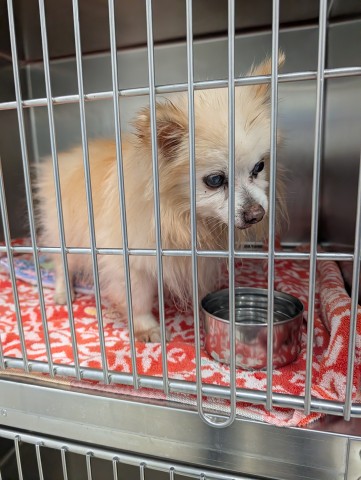 Shelter Stray Male Dog last seen Near BLOCK ROBSON ST, DETROIT MI 48235, 7401 Chrysler Dr, Detroit, MI 48211, USA
