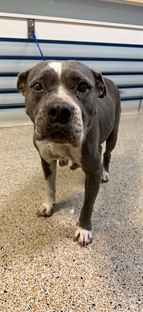 Shelter Stray Female Dog last seen Near BLOCK SW 212 AVE, 3599 NW 79th Ave, Doral, FL 33122, USA