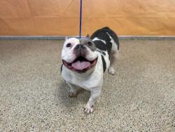 Shelter Stray Female Dog last seen Near BLOCK AVE NW 36 ST, 3599 NW 79th Ave, Doral, FL 33122, USA
