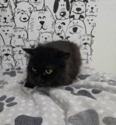 Shelter Stray Female Cat last seen , 957 N Gaffey St, San Pedro, CA 90731, USA