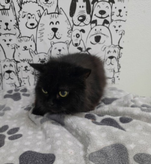 Shelter Stray Female Cat last seen , 957 N Gaffey St, San Pedro, CA 90731, USA
