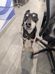 Shelter Stray Male Dog last seen Near BLOCK E QUINCY PL, AURORA CO, 2080 S Quebec St, Denver, CO 80231, USA