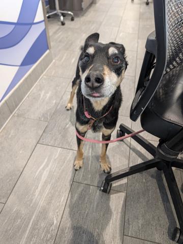 Shelter Stray Male Dog last seen Near BLOCK E QUINCY PL, AURORA CO, 2080 S Quebec St, Denver, CO 80231, USA