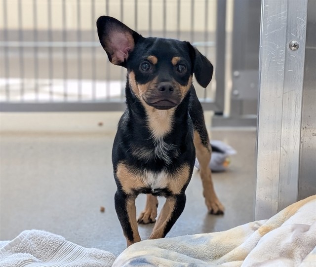 Shelter Stray Male Dog last seen Near BLOCK W BAYAUD AVE, DENVER CO 80223, 1241 W Bayaud Ave, Denver, CO 80223, USA