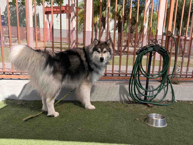 Shelter Stray Male Dog last seen , 2481 Palomar Airport Rd, Carlsbad, CA 92011, USA