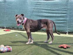 Shelter Stray Female Dog last seen FOUND ON PARADISE MOUNTAIN ROAD, 2481 Palomar Airport Rd, Carlsbad, CA 92011, USA