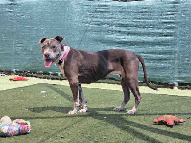 Shelter Stray Female Dog last seen FOUND ON PARADISE MOUNTAIN ROAD, 2481 Palomar Airport Rd, Carlsbad, CA 92011, USA