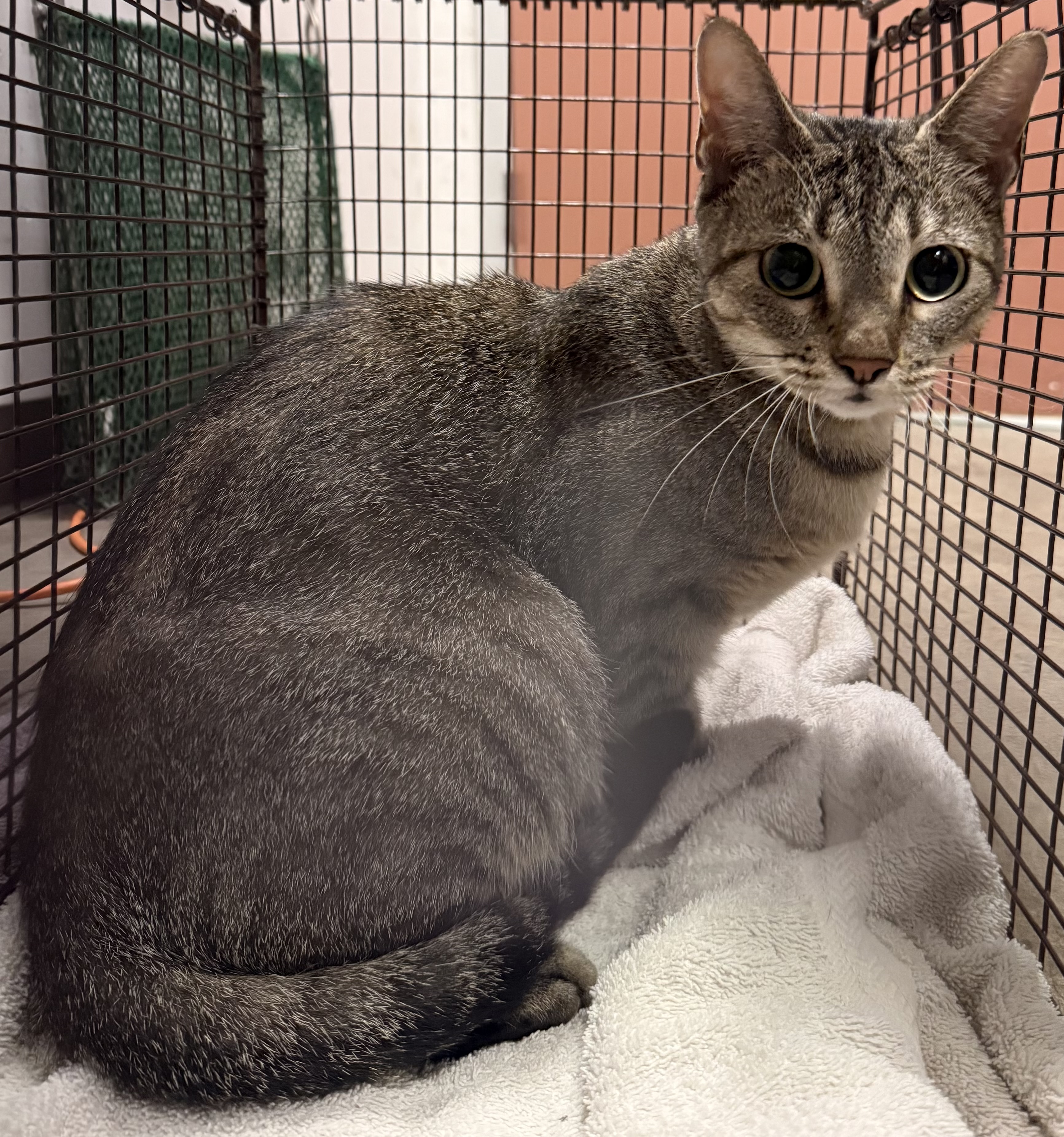 Shelter Stray Female Cat last seen , West Valley Animal Shelter, 20655 Plummer St, Chatsworth, CA 91311, USA