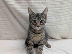 Shelter Stray Male Cat last seen ROCKHOFF RD, 2481 Palomar Airport Rd, Carlsbad, CA 92011, USA