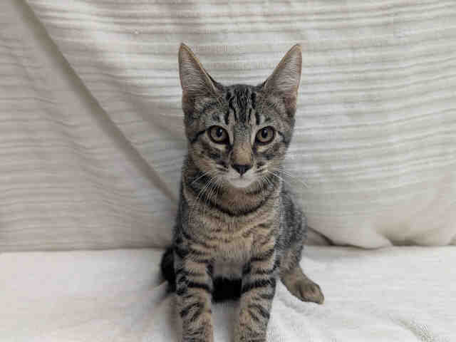 Shelter Stray Male Cat last seen ROCKHOFF RD, 2481 Palomar Airport Rd, Carlsbad, CA 92011, USA