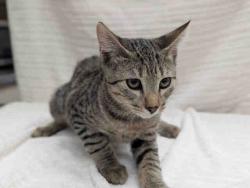 Shelter Stray Male Cat last seen ROCKHOFF RD, 2481 Palomar Airport Rd, Carlsbad, CA 92011, USA