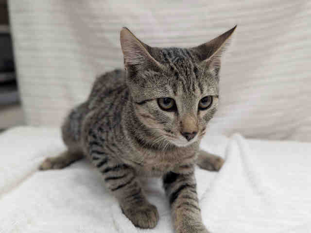 Shelter Stray Male Cat last seen ROCKHOFF RD, 2481 Palomar Airport Rd, Carlsbad, CA 92011, USA