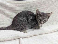 Shelter Stray Male Cat last seen ROCKHOFF RD, 2481 Palomar Airport Rd, Carlsbad, CA 92011, USA