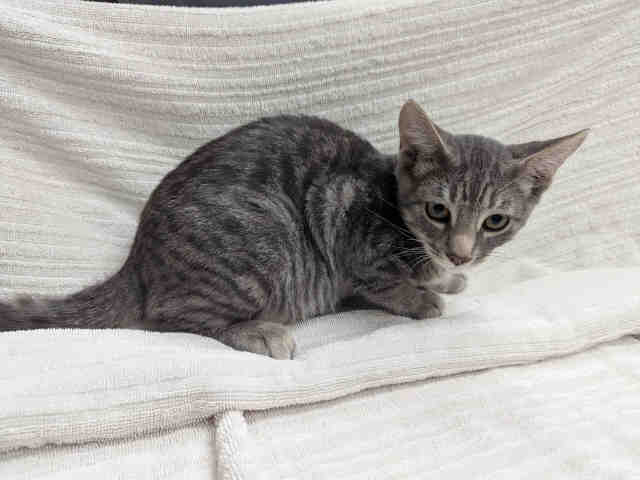 Shelter Stray Male Cat last seen ROCKHOFF RD, 2481 Palomar Airport Rd, Carlsbad, CA 92011, USA