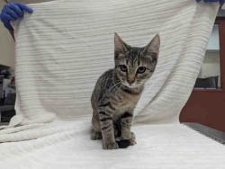 Shelter Stray Female Cat last seen ROCKHOFF RD, 2481 Palomar Airport Rd, Carlsbad, CA 92011, USA