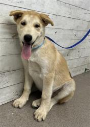 Shelter Stray Male Dog last seen FAIRWAY AND AUTO CENTER RD, 333 Chandler Pl, San Bernardino, CA 92408, USA