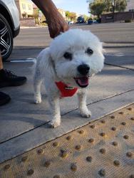 Reunited Male Dog last seen Windmill and Rainbow, Las Vegas, NV 89139