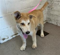 Shelter Stray Male Dog last seen FAIRWAY AND AUTO CENTER RD, 333 Chandler Pl, San Bernardino, CA 92408, USA