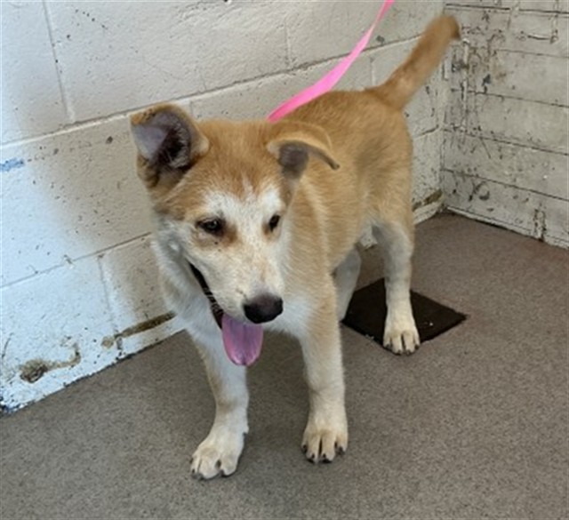 Shelter Stray Male Dog last seen FAIRWAY AND AUTO CENTER RD, 333 Chandler Pl, San Bernardino, CA 92408, USA