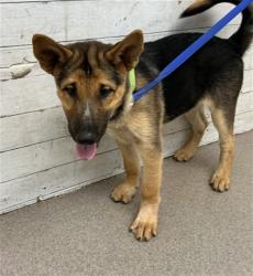 Shelter Stray Male Dog last seen FAIRWAY AND AUTO CENTER RD, 333 Chandler Pl, San Bernardino, CA 92408, USA
