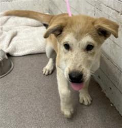 Shelter Stray Female Dog last seen FAIRWAY AND AUTO CENTER RD, 333 Chandler Pl, San Bernardino, CA 92408, USA