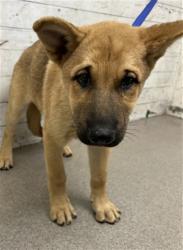 Shelter Stray Female Dog last seen FAIRWAY AND AUTO CENTER RD, 333 Chandler Pl, San Bernardino, CA 92408, USA