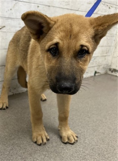 Shelter Stray Female Dog last seen FAIRWAY AND AUTO CENTER RD, 333 Chandler Pl, San Bernardino, CA 92408, USA