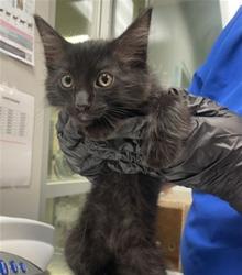 Shelter Stray Male Cat last seen Near BLOCK TRADEWINDS LN, SAN JACINTO, 581 S Grand Ave, San Jacinto, CA 92582, USA