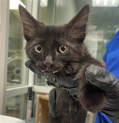 Shelter Stray Male Cat last seen Near BLOCK TRADEWINDS LN, SAN JACINTO, 581 S Grand Ave, San Jacinto, CA 92582, USA