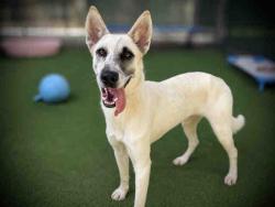 Shelter Stray Female Dog last seen , 5821 Sweetwater Rd, Bonita, CA 91902, USA