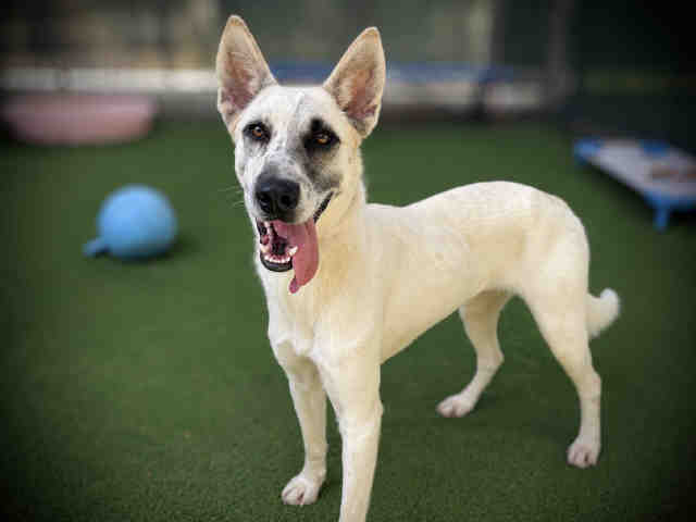 Shelter Stray Female Dog last seen , 5821 Sweetwater Rd, Bonita, CA 91902, USA