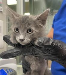 Shelter Stray Male Cat last seen Near BLOCK TRADEWINDS LN, SAN JACINTO, 581 S Grand Ave, San Jacinto, CA 92582, USA