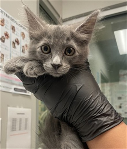 Shelter Stray Female Cat last seen Near BLOCK TRADEWINDS LN, SAN JACINTO, 581 S Grand Ave, San Jacinto, CA 92582, USA