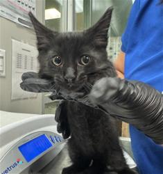 Shelter Stray Male Cat last seen Near BLOCK TRADEWINDS LN, SAN JACINTO, 581 S Grand Ave, San Jacinto, CA 92582, USA