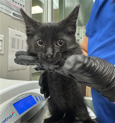 Shelter Stray Male Cat last seen Near BLOCK TRADEWINDS LN, SAN JACINTO, 581 S Grand Ave, San Jacinto, CA 92582, USA