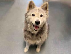 Shelter Stray Female Dog last seen , 5821 Sweetwater Rd, Bonita, CA 91902, USA