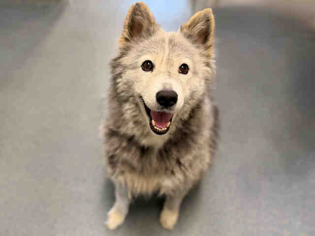 Shelter Stray Female Dog last seen , 5821 Sweetwater Rd, Bonita, CA 91902, USA