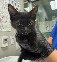 Shelter Stray Female Cat last seen Near BLOCK TRADEWINDS LN, SAN JACINTO, 581 S Grand Ave, San Jacinto, CA 92582, USA