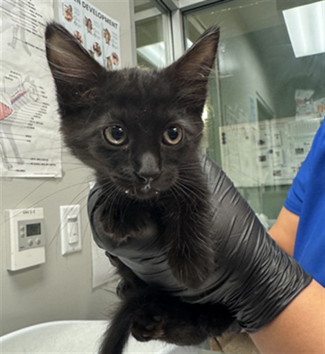 Shelter Stray Female Cat last seen Near BLOCK TRADEWINDS LN, SAN JACINTO, 581 S Grand Ave, San Jacinto, CA 92582, USA