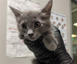 Shelter Stray Female Cat last seen Near BLOCK TRADEWINDS LN, SAN JACINTO, 581 S Grand Ave, San Jacinto, CA 92582, USA