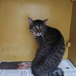 Shelter Stray Male Cat last seen , 3201 Lacy St, Los Angeles, CA 90031, USA